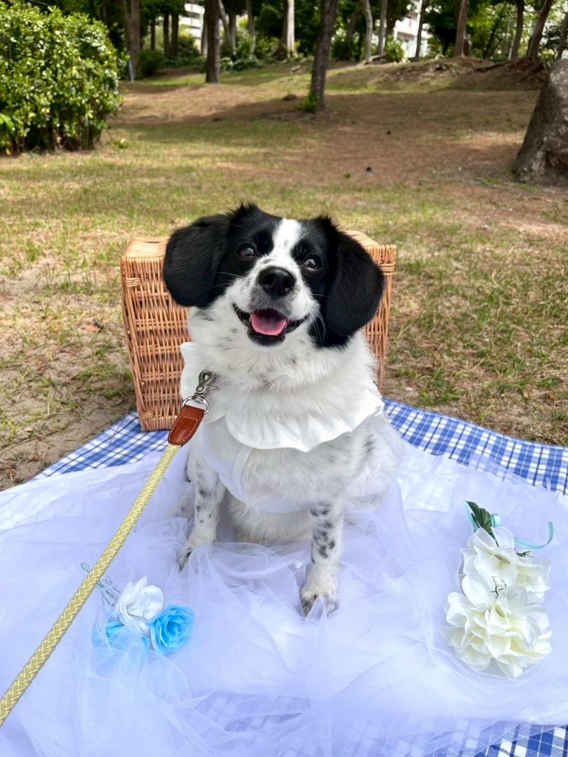 春はやっぱりピクニック