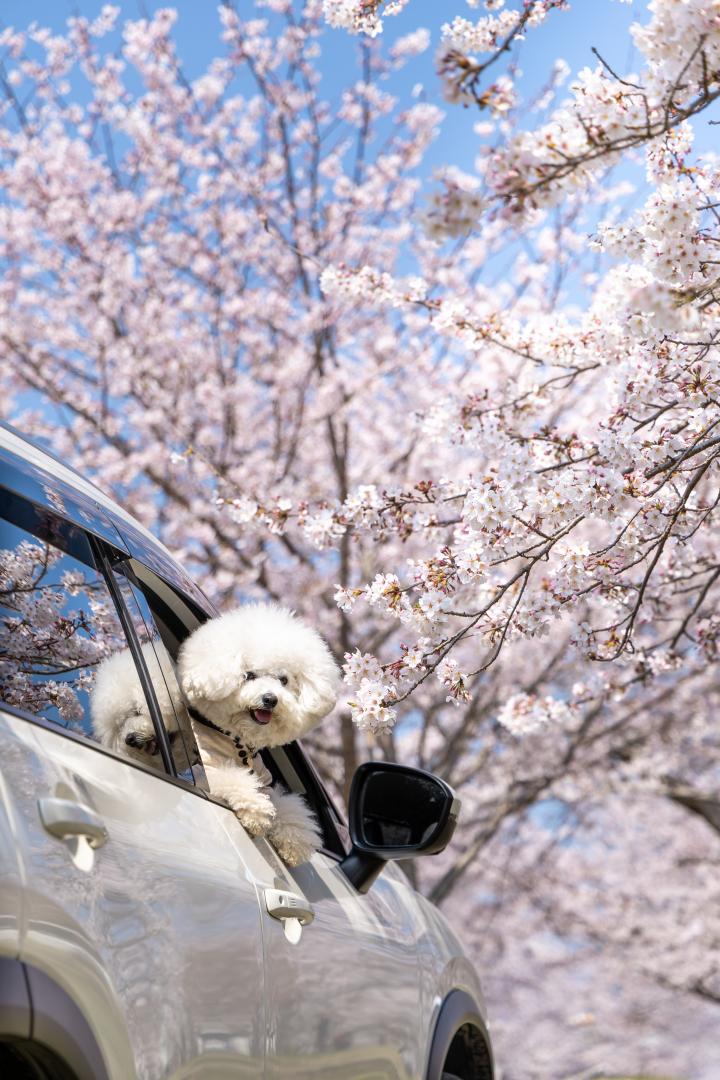 桜ドライブ