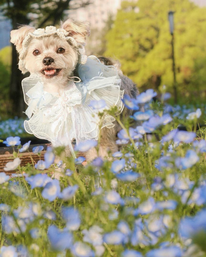 ネモフィラとキラキラ笑顔