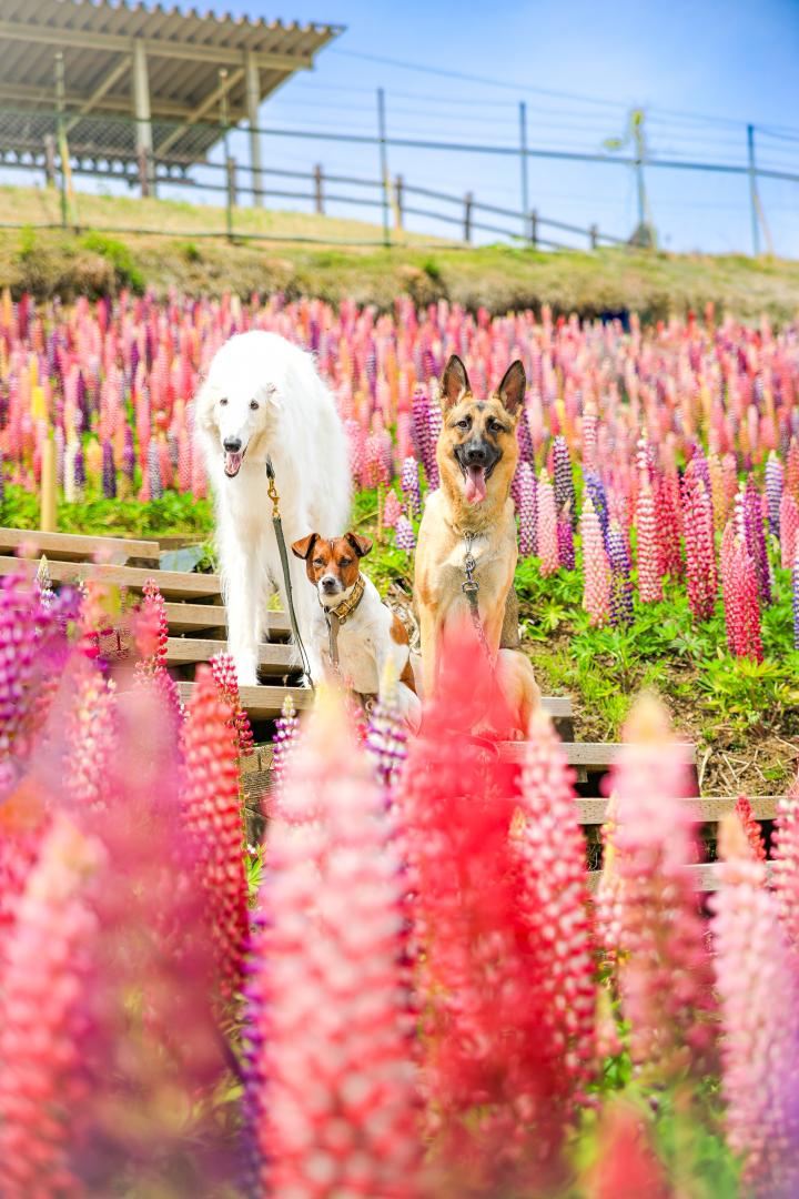 かわいい笑顔とルピナス