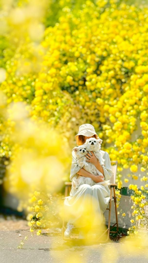 モッコウバラに包まれて