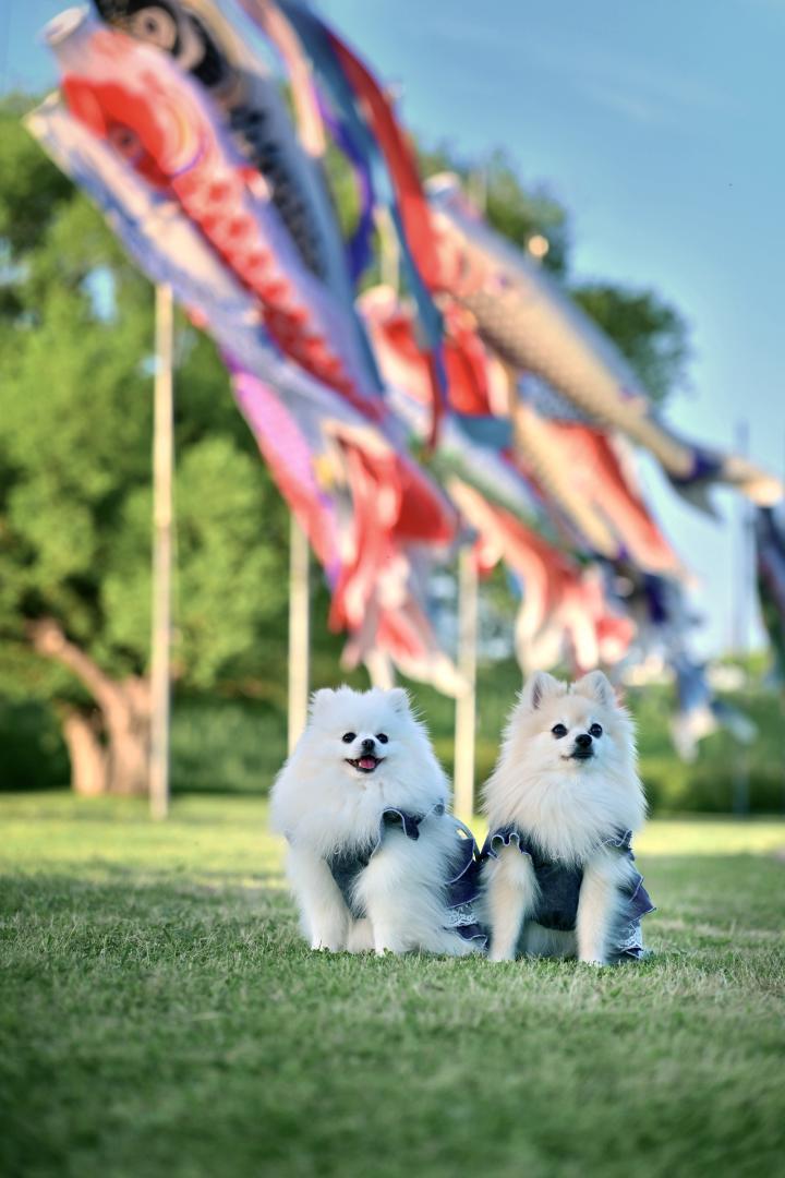 春風に泳ぐ、2人の空