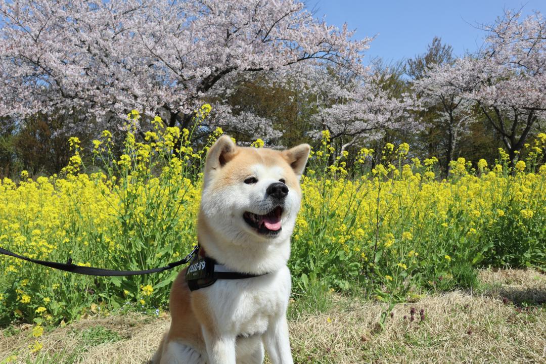 桜と菜の花とむう太