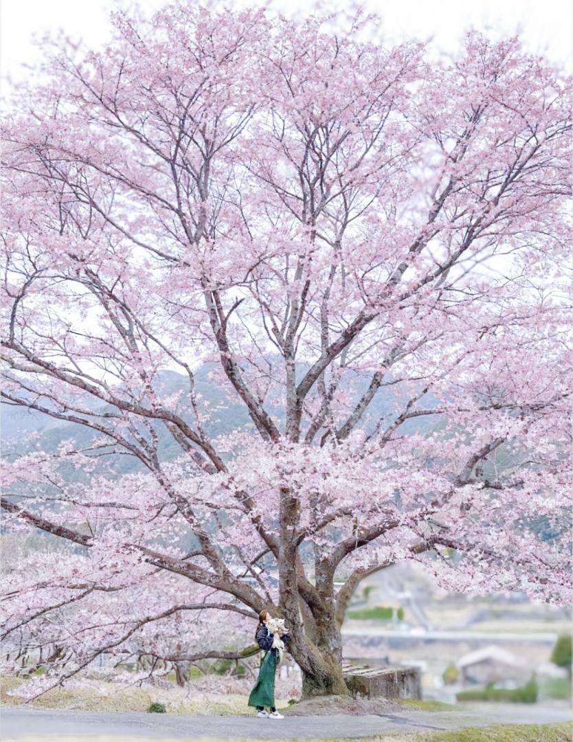 今年始まりの1番桜