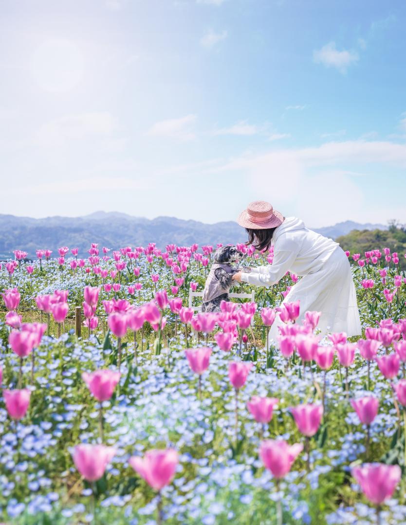 ネモフィラとピンクチューリップ