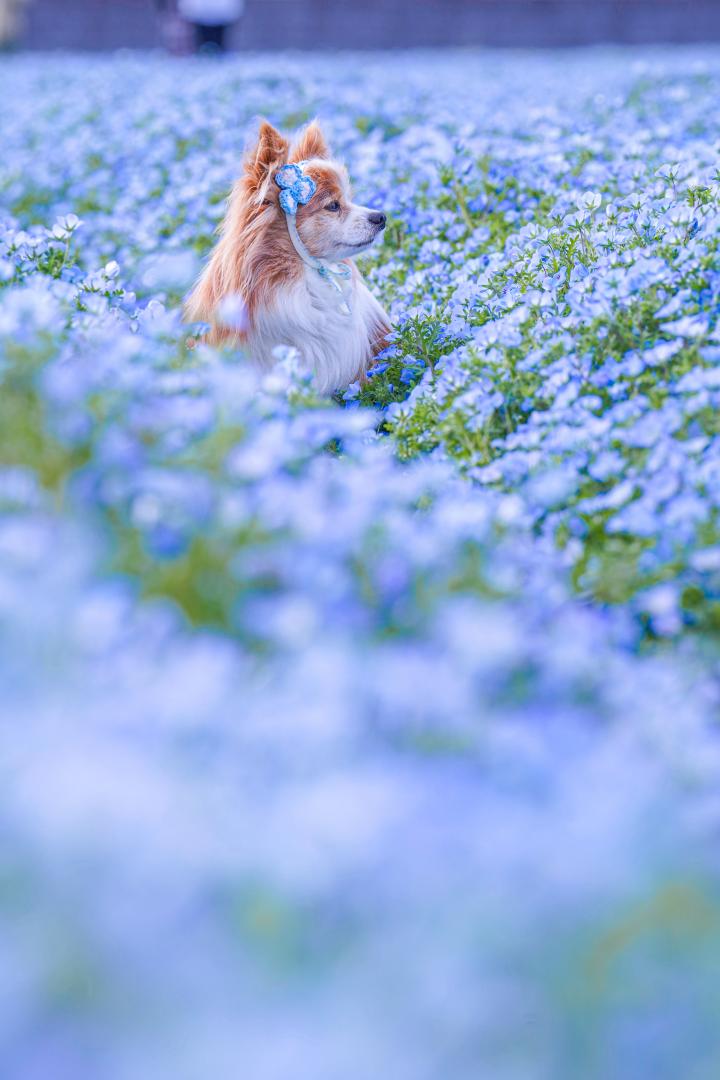 ネモフィラの妖精
