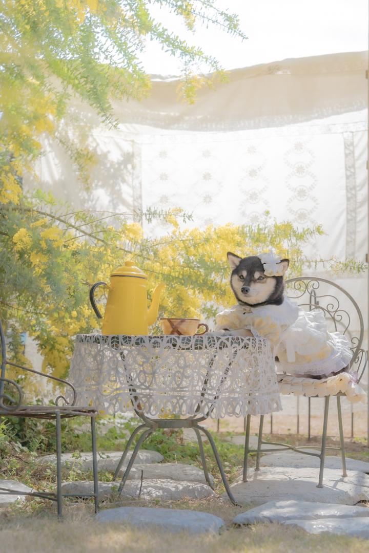 ミモザのお茶会