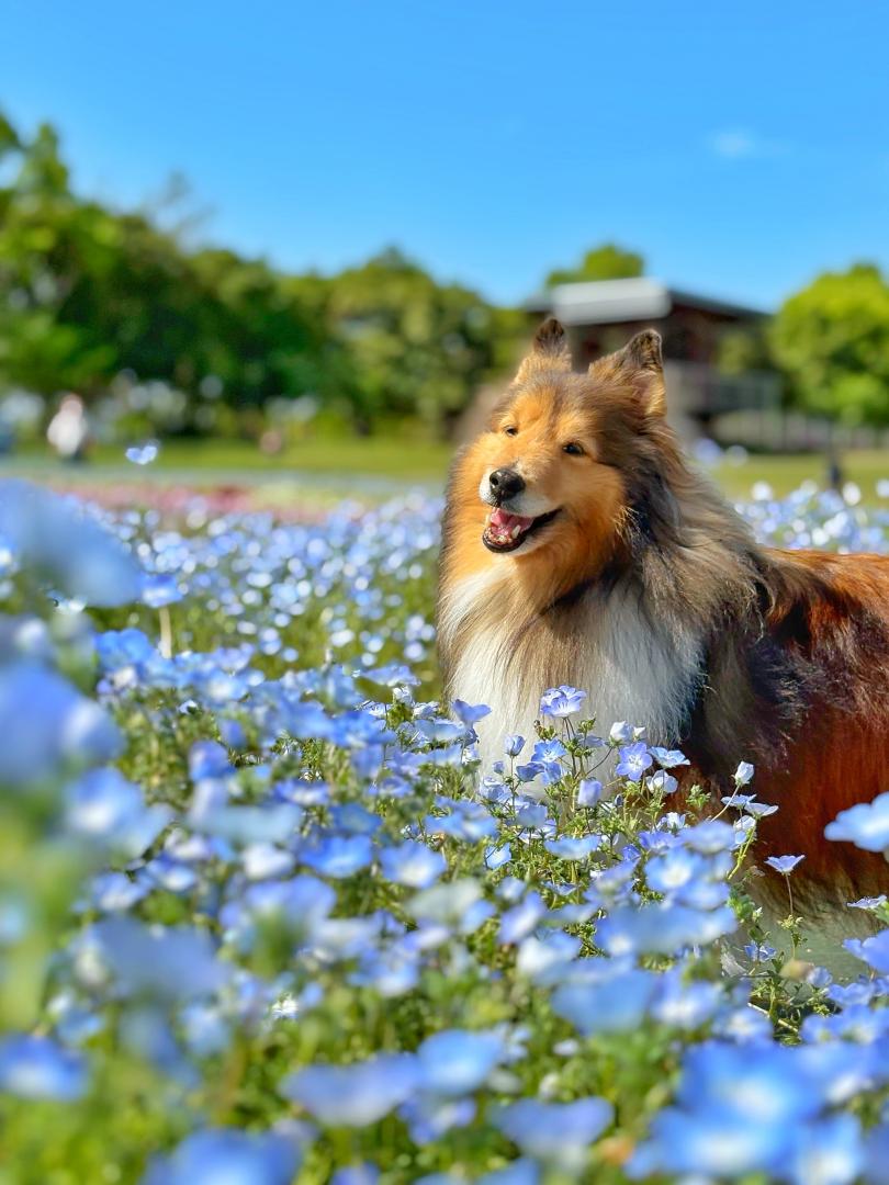 ネモフィラブルー