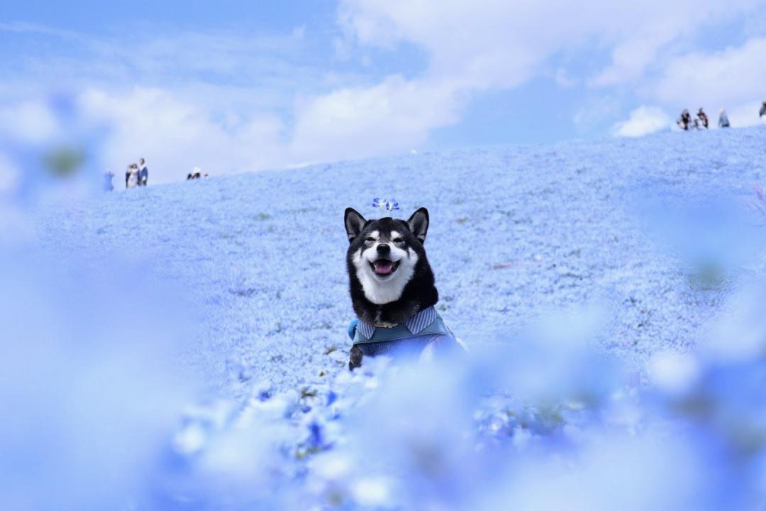 満開のネモフィラ