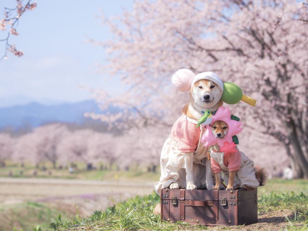 花も団子も欲張り派