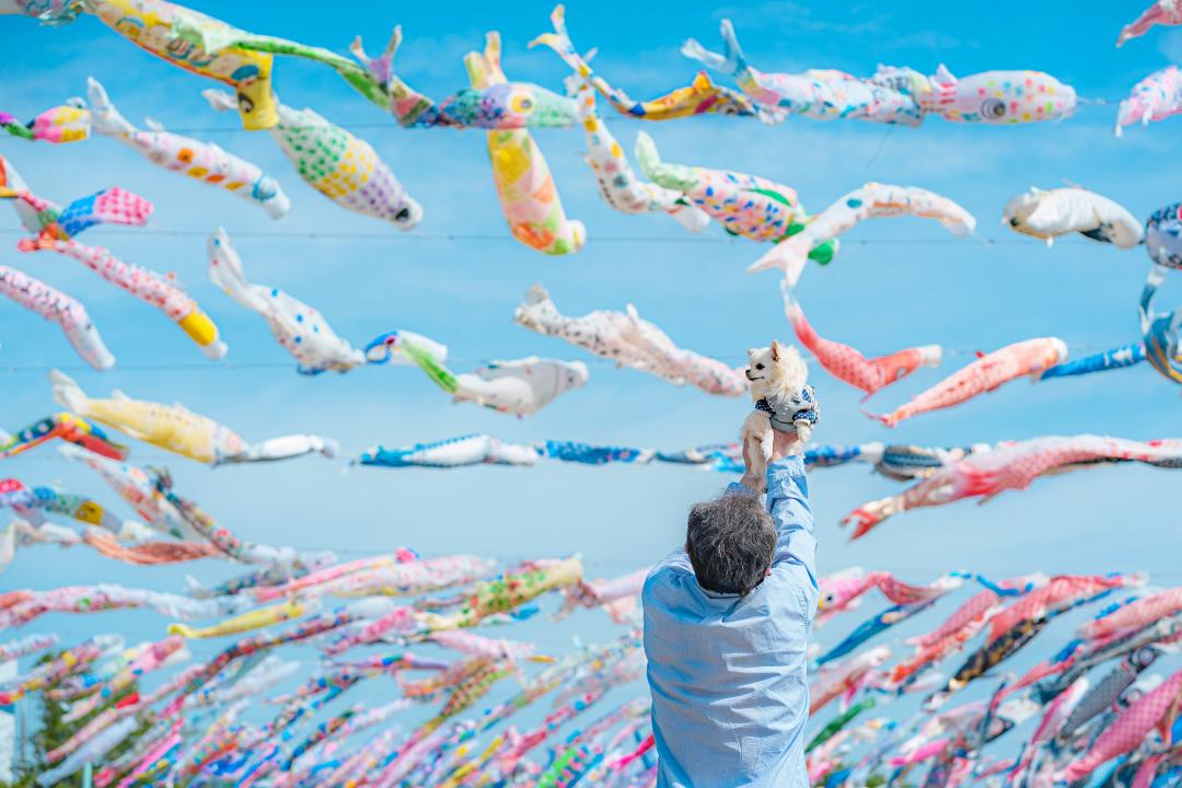 鯉のぼりと高いたかい～