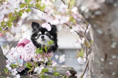 切り株の桜の上で