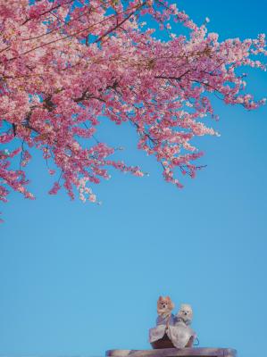 青空に映える桜とわんこ