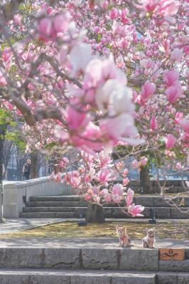 紫木蓮とハナコタ