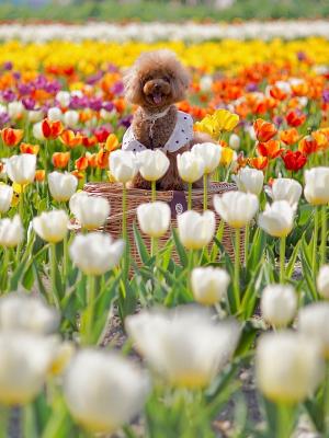 春のグラデーション