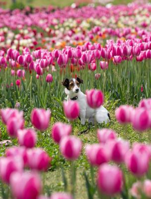 やさしい春に包まれて