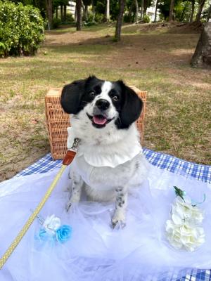 春はやっぱりピクニック