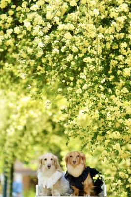 モッコウバラとお友達