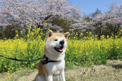 桜と菜の花とむう太