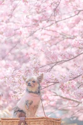 ジンダイアケボノとコタロウ