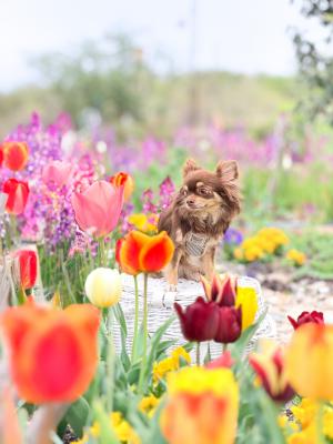 お散歩中にチューリップと