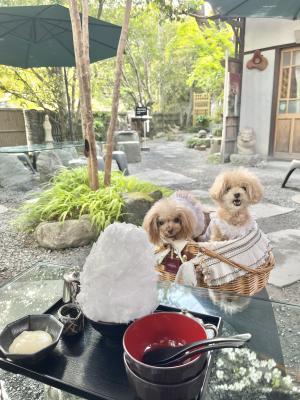 おいしいふわふわかき氷