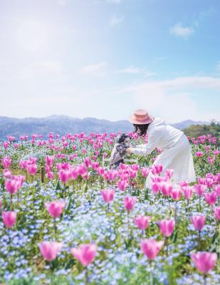 ネモフィラとピンクチューリップ