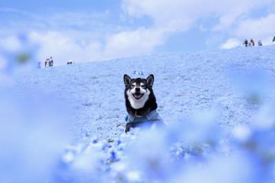 満開のネモフィラ