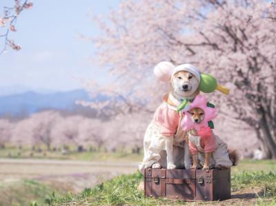 花も団子も欲張り派