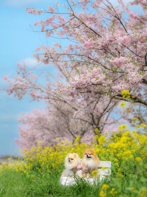 初めての思川桜