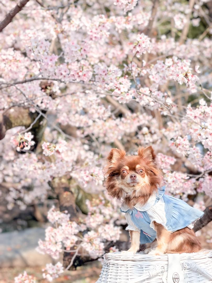 愛犬とお花見