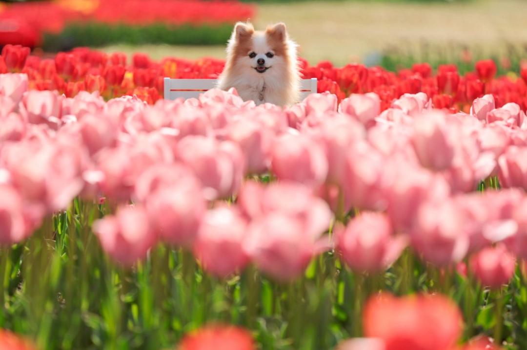 キラキラチューリップ