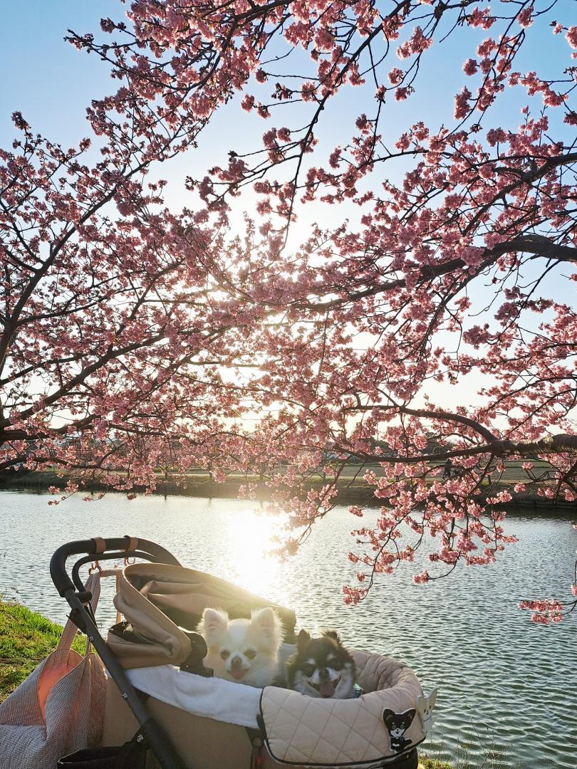 輝く河津桜とわんこ