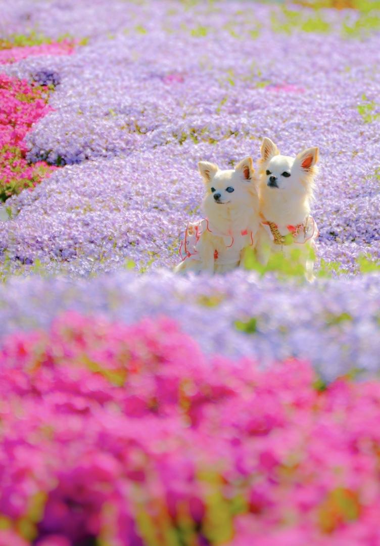 春は綺麗だね～