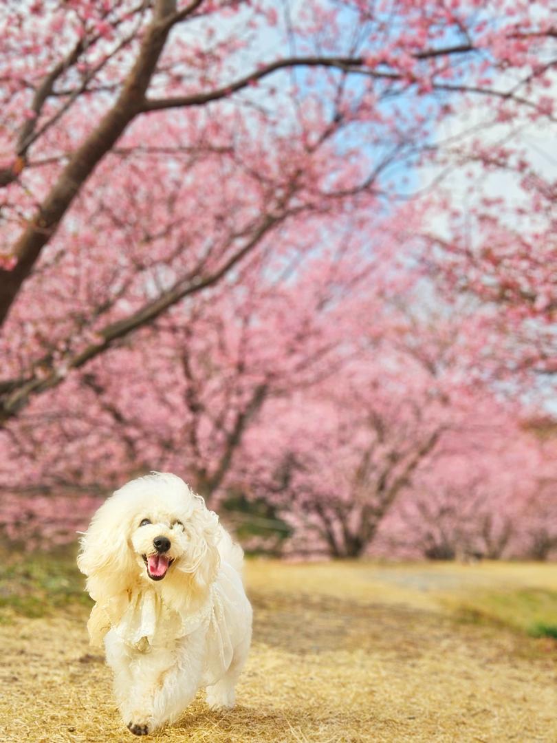 桜の下でランラン