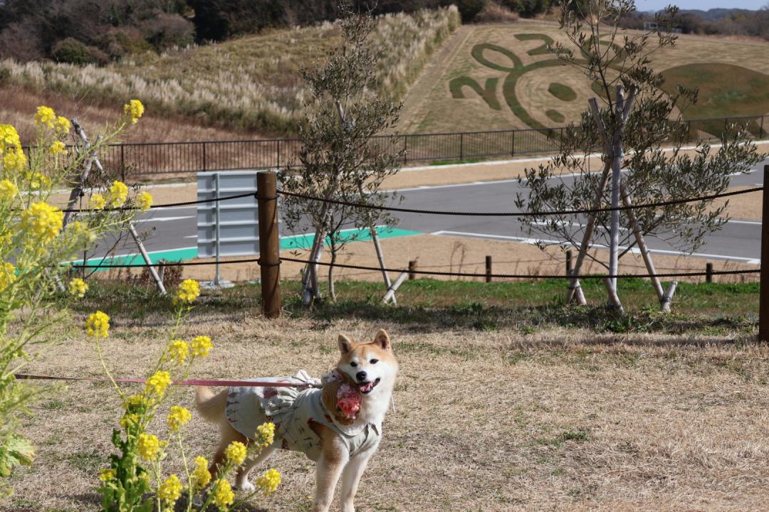 菜の花とわたしを見て❤️