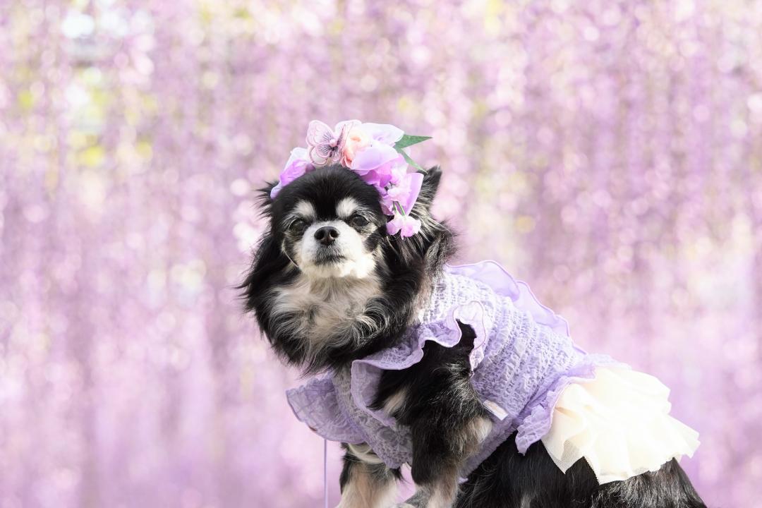 五万石藤とモコ