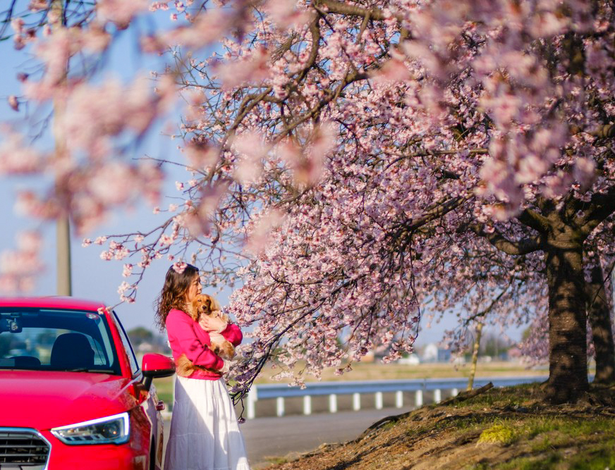 桜と愛犬と愛車と…