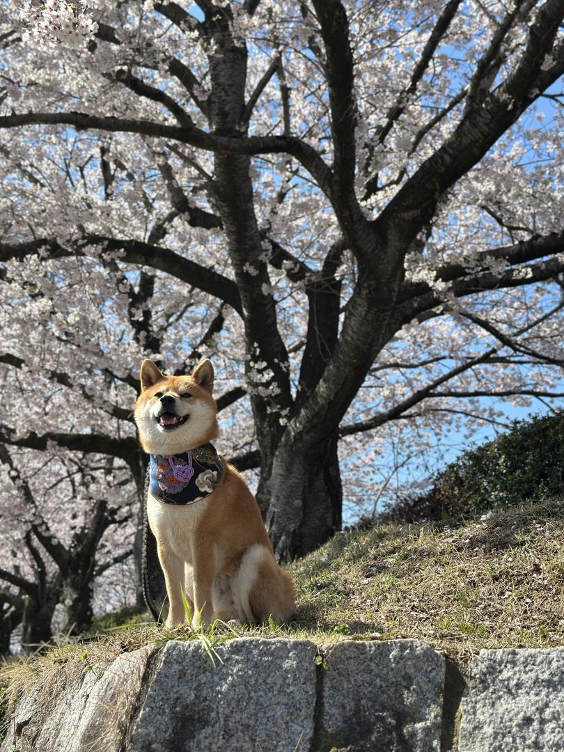 満開の桜の木下で