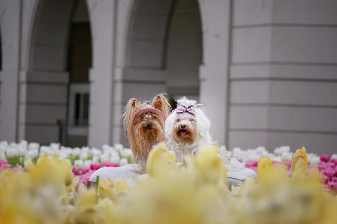 大好きなチューリップ