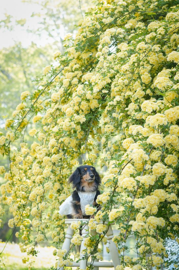 春の調べに包まれて