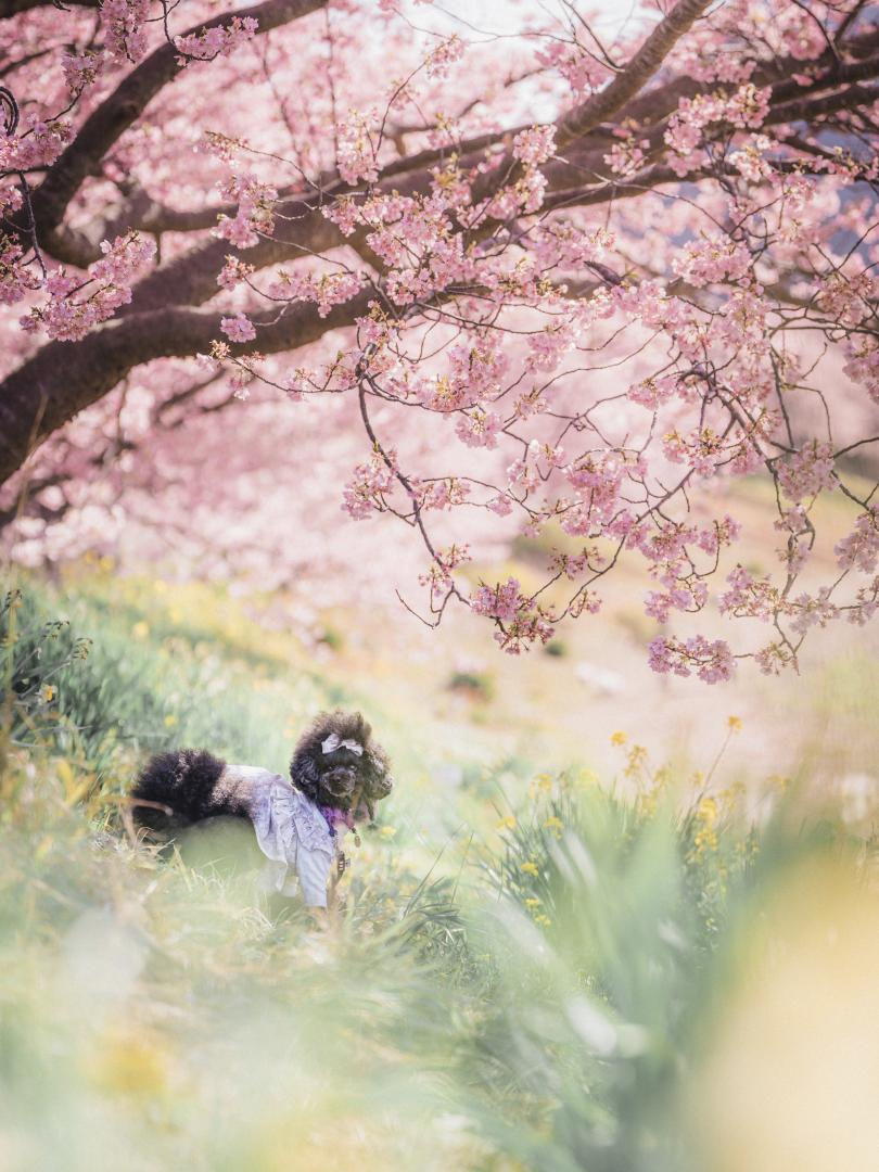春の中で、見つけた小さな主役