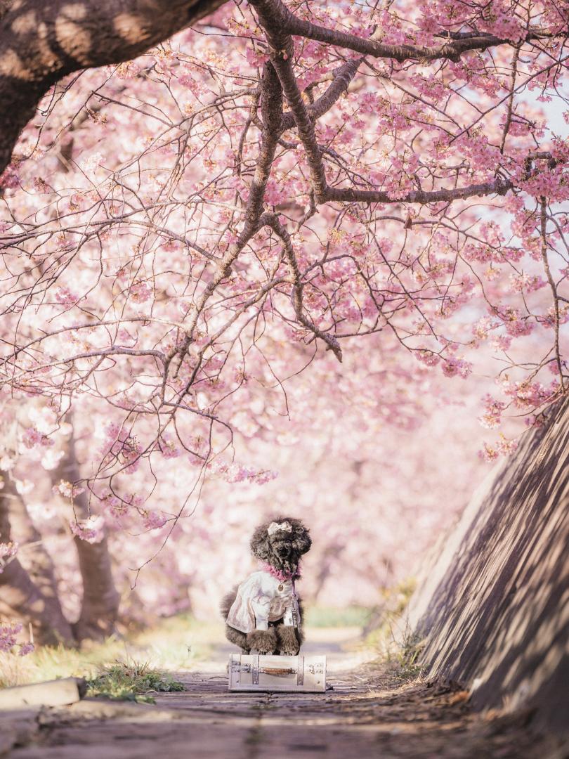 光降る桜路にて