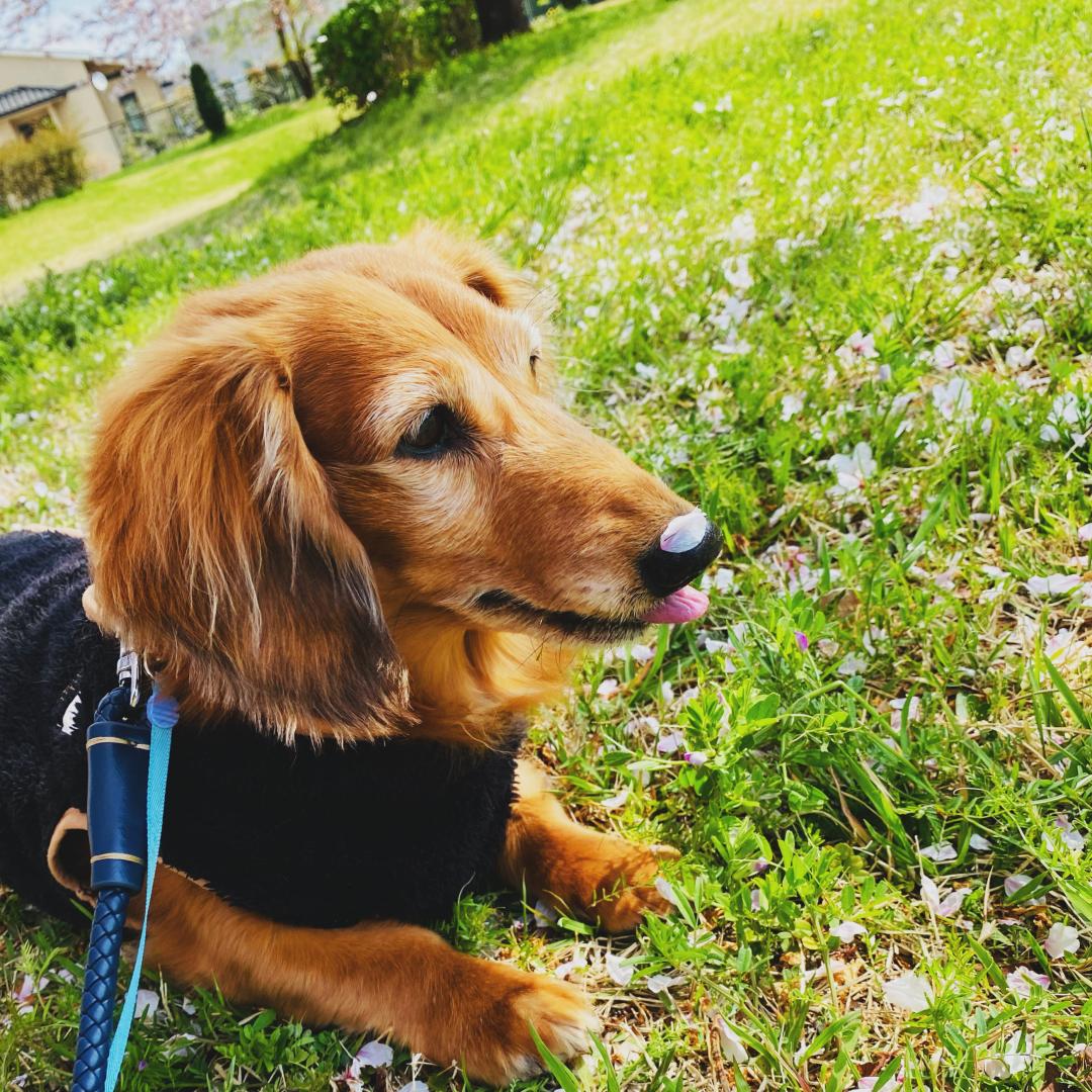 花が鼻についた