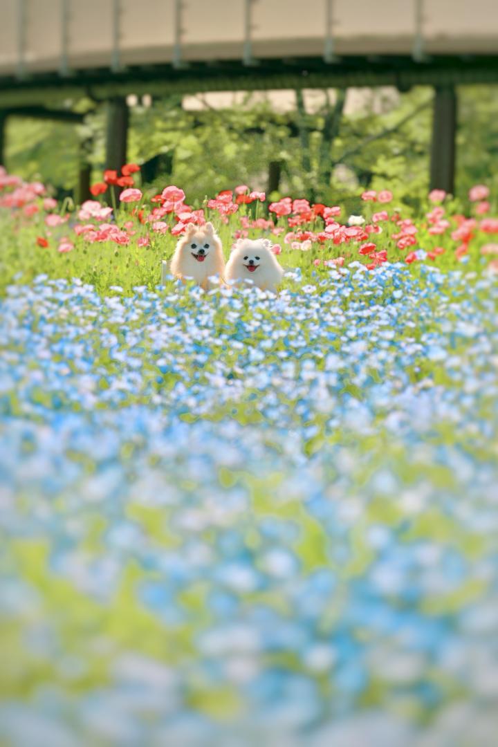 花畑からチラッ♡
