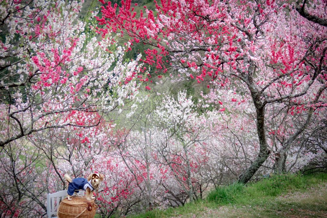 花桃の里