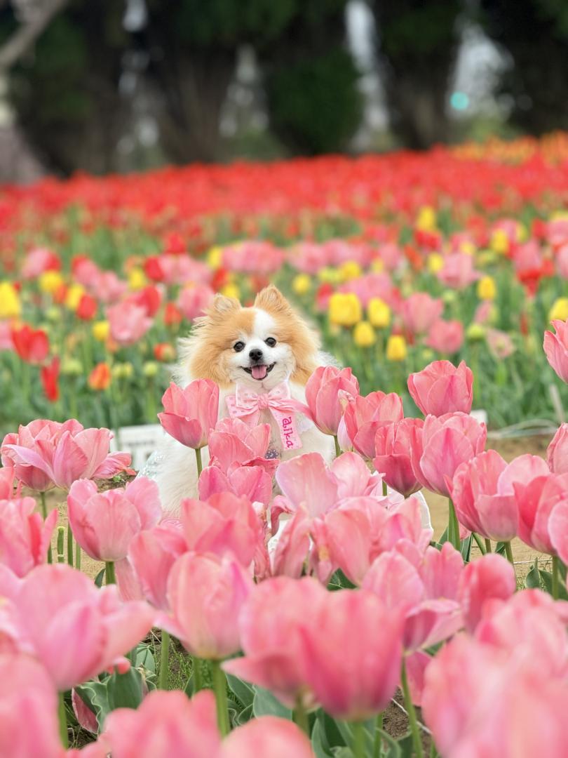 チューリップと笑顔