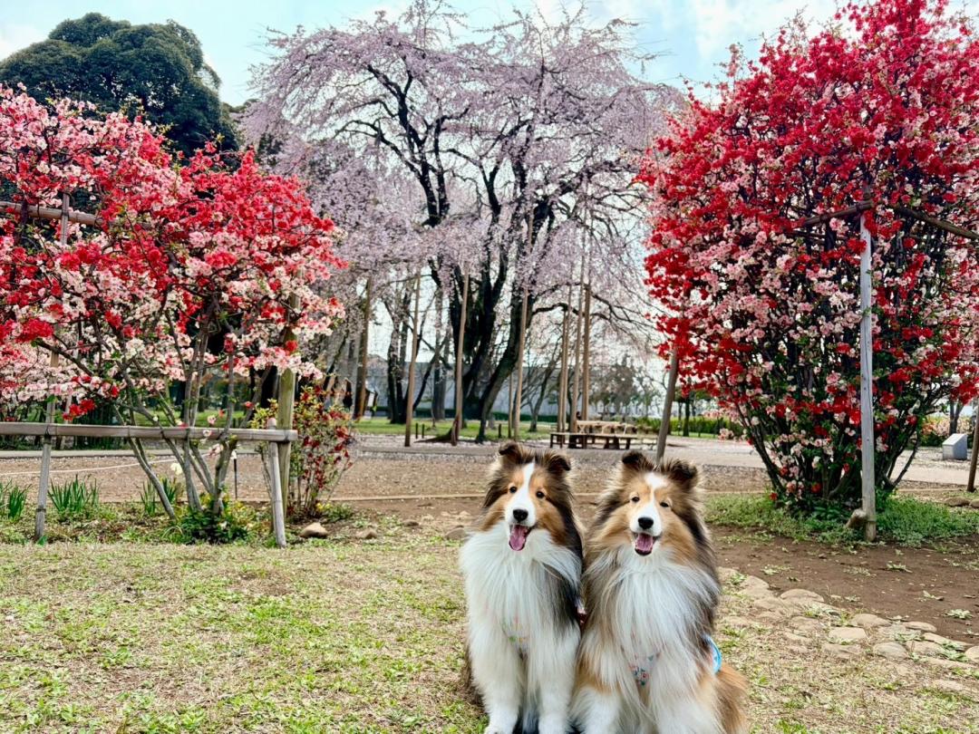 枝垂れ桜と木瓜の花とシェルティ母娘