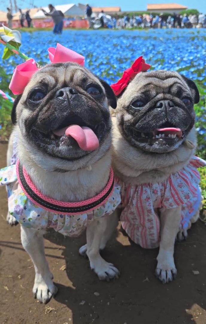 ネモフィラ姫になれたかな？