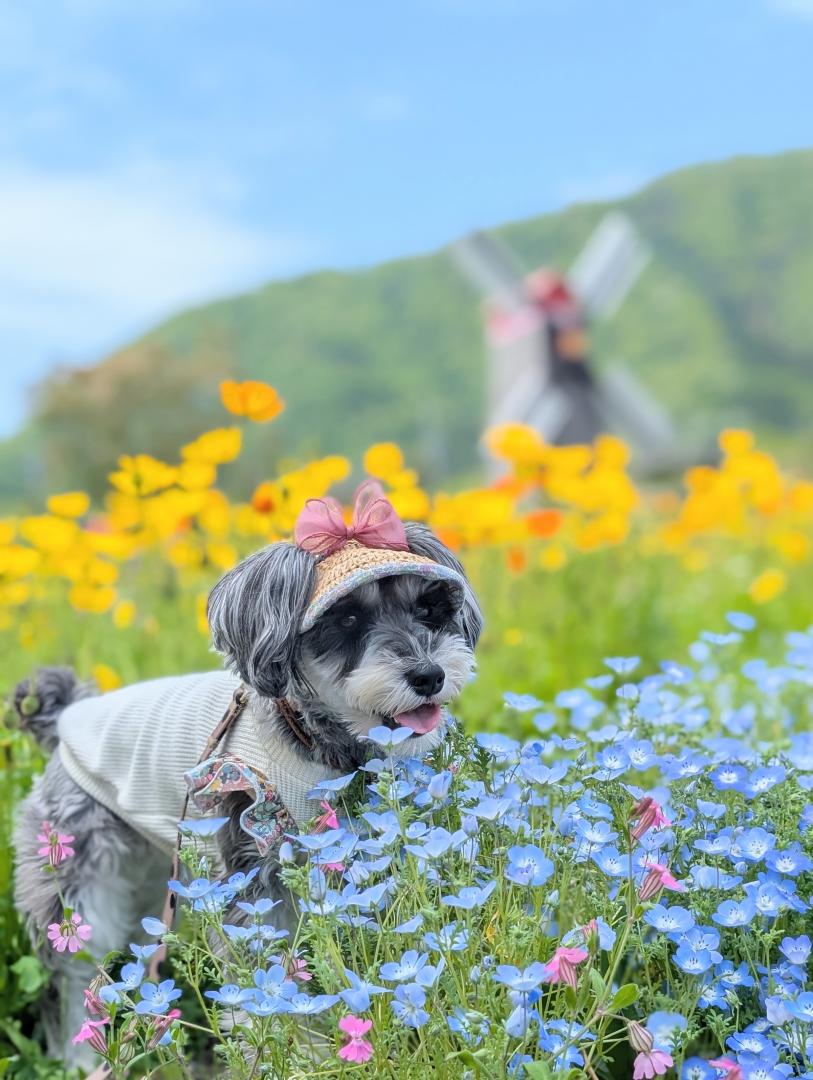 ネモフィラブルー